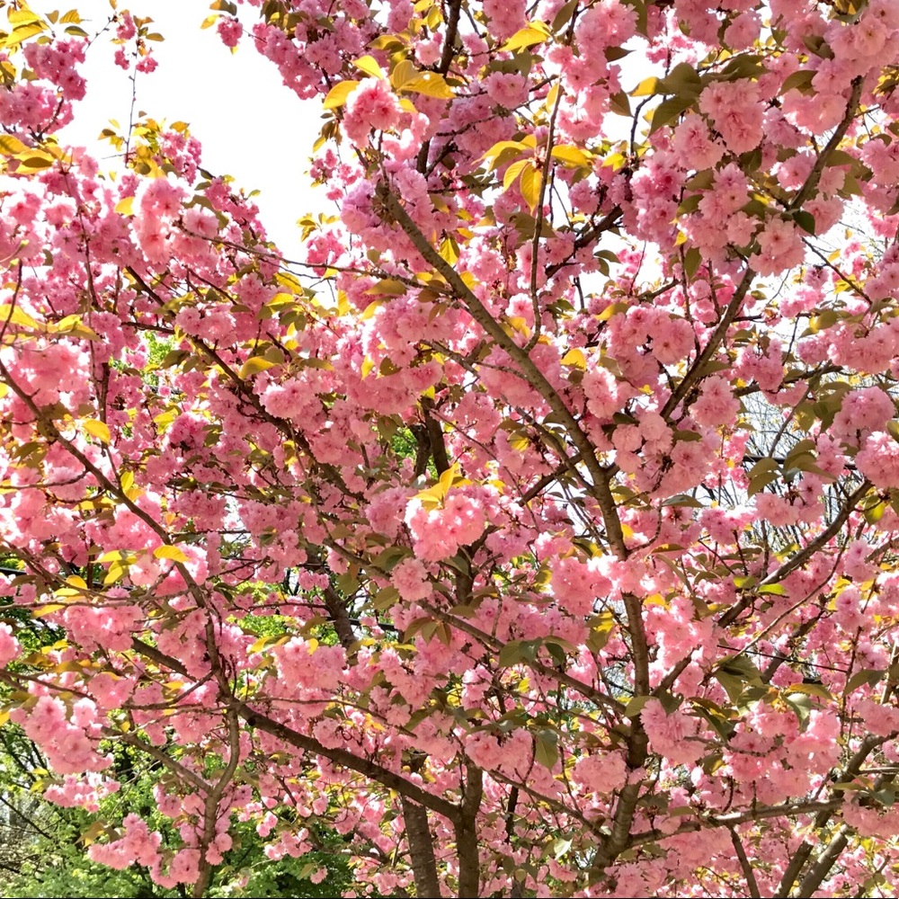 Meet your Posher, Sophie